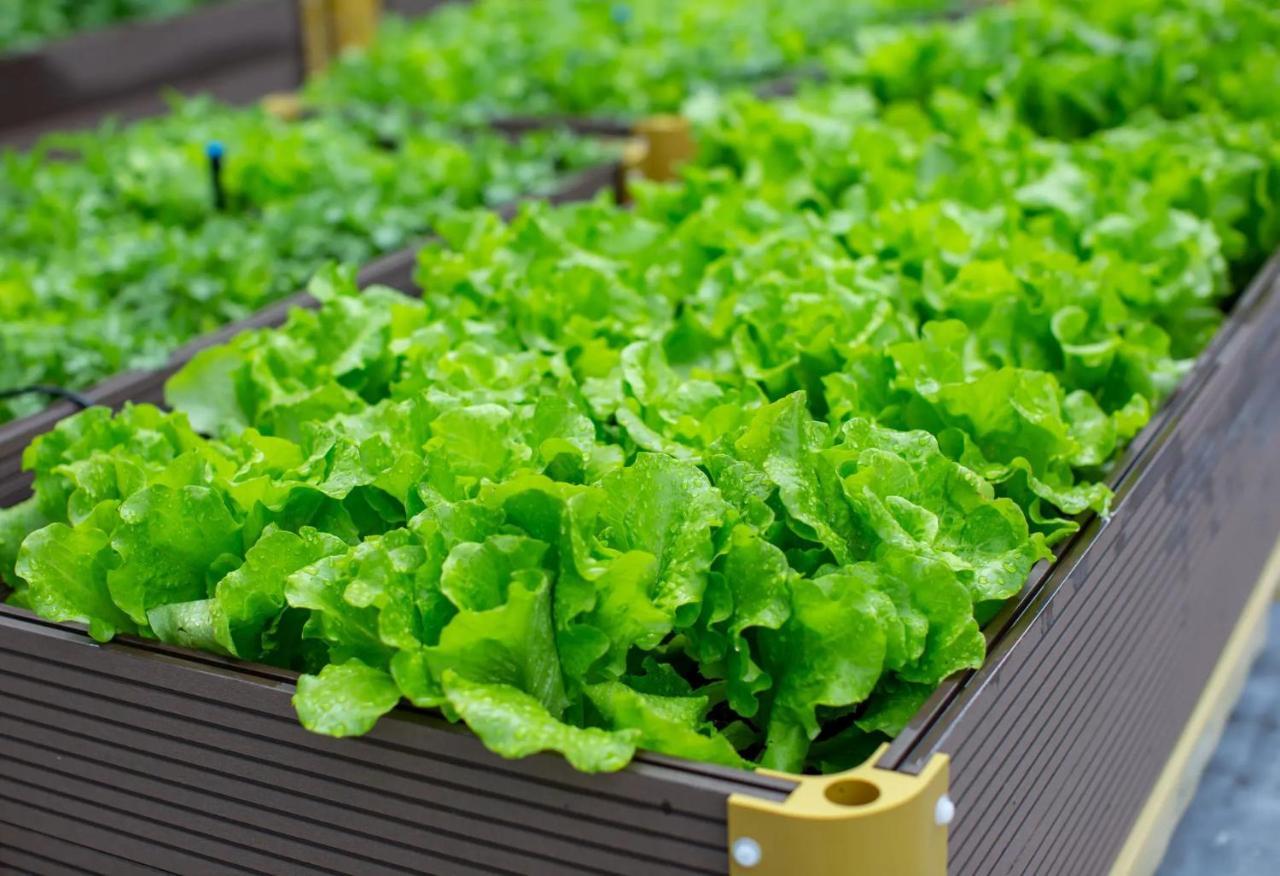 The Fullerton Ocean Park Hotel Hong Kong Extérieur photo Lettuce grown in a greenhouse